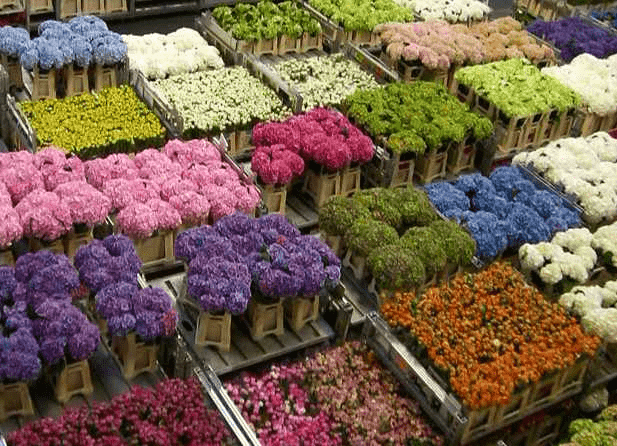 bulk flowers boxes